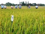Tiếp tục bố trí khảo nghiệm cơ bản 9 giống lúa trong vụ ĐX 2013-2014