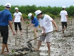 Nỗ lực xanh trên đầm phá Tam Giang - Cầu Hai 