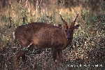 Phát hiện Mang lớn - loài thú quý hiếm ở Khu bảo tồn Sao la 