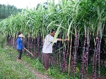 Mía Cẩm Tân - ngọt ngào gặp cảnh đắng cay