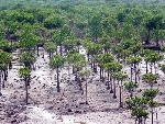 WWF và Microsoft hỗ trợ Thừa Thiên - Huế thích ứng với biến đổi khí hậu