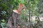 Nam Đông: Gần 6 ha rừng bị chặt phá, lấn chiếm