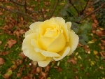 Tháng Chạp bông hồng vàng