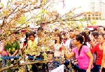 Lễ hội hoa anh đào 2009 tại Hà Nội: Hoa ít - người nhiều 