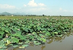 Làm giàu từ sen