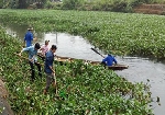 Các địa phương đồng loạt ra quân trục vớt và xử lý bèo