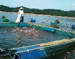Quy định mới về nuôi cá lồng, bè trên địa bàn tỉnh Thừa Thiên Huế