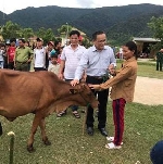 Trao tặng Bò sinh sản cho các hộ gia đình bị nhiễm chất độc da cam ở xã Đông Sơn, huyện A Lưới.