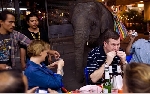 Thái Lan: Quyết tâm xóa sổ voi lang thang trên đường phố