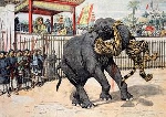 Chuyện về cọp đấu voi nơi Hổ Quyền dưới triều Nguyễn