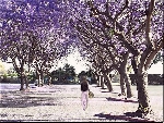 Chùm thơ Nguyễn Đại Bường