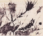 Cỏ gà