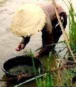Chùm thơ Nguyễn Trọng Lĩnh
