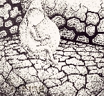 Chùm thơ Thy Nguyên