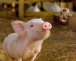 Nhện gợi cảm hứng cho tác giả ‘Charlotte's Web’