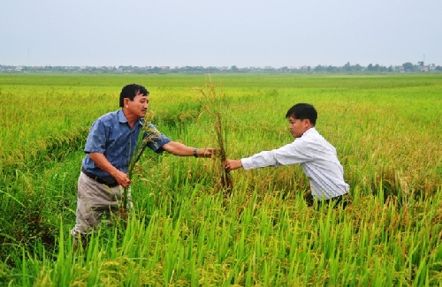 Thừa Thiên - Huế: Nông dân “kêu trời” vì nguy cơ mất mùa