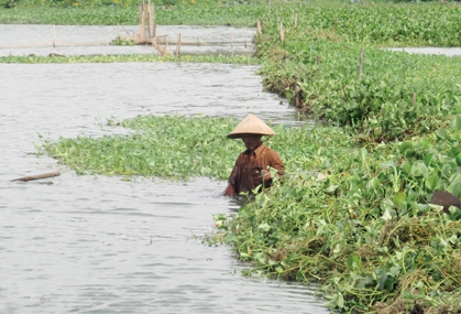 Hồi sinh sen Tịnh, phải dứt nguồn nước bẩn 