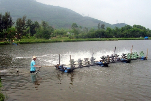 Thành công đề án sử dụng hèm bia trong nuôi tôm xen ghép ở huyện Phú Vang.