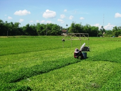 200 hộ dân huyện Quảng Điền hướng đến trồng cây rau má theo hướng Vietgap.