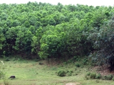 Khôi phục và trồng hơn 600 ha rừng Trung Trường Sơn 
