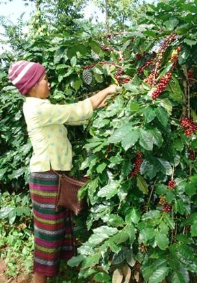 Nông dân lao đao vì giá cà phê giảm mạnh.