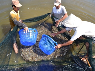 Phú Vang: tổng kết sản xuất nông nghiệp, nuôi trồng thủy sản năm 2013.