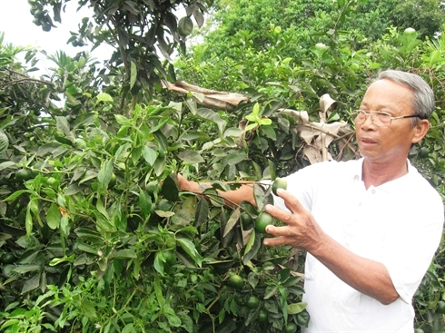 Lụi tàn quýt tiến vua