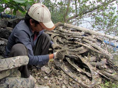 Giàu “con chữ” nhờ nuôi hàu