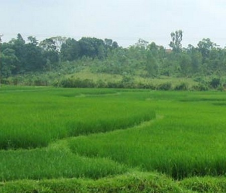 Thừa Thiên Huế được chuyển mục đích đất trồng lúa trên địa bàn