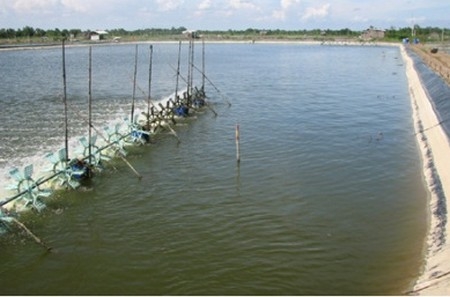 Quảng Điền: Được mùa  thủy sản nước lợ 