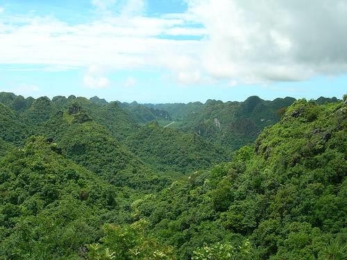Nam Đông: Gần 15 tỷ đồng làm giàu rừng bằng loại cây bản địa
