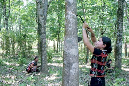 Thừa Thiên - Huế: Gần 1.000 ha cao su bị sâu bệnh gây hại 