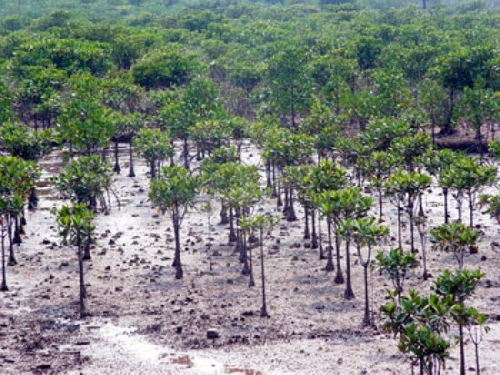 WWF và Microsoft hỗ trợ Thừa Thiên - Huế thích ứng với biến đổi khí hậu