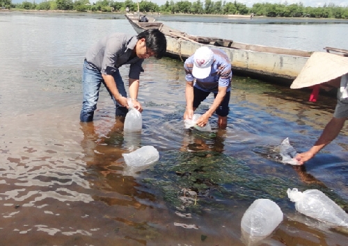 Quảng Điền thả 2 vạn tôm giống và 2 ngàn cua giống ra môi trường tư nhiên vùng đầm phá