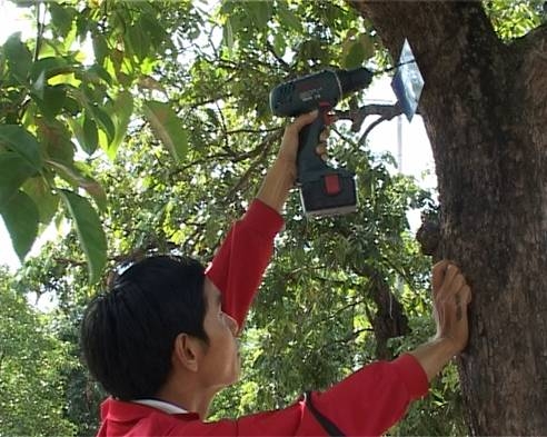 Gắn tên cho cây xanh thành Huế 