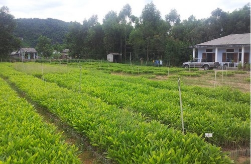 Thực trạng công tác quản lý giống cây trồng lâm nghiệp trên địa bàn tỉnh Thừa Thiên Huế