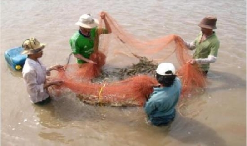 Hương Trà: Thu hoạch thủy sản trước mùa mưa bão