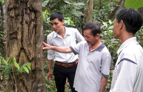 “Trồng chơi ăn thật” dó trầm đất cố đô