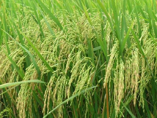Đại học Nông Lâm Huế “ Thử nghiệm mô hình sản xuất một số giống lúa kháng rầy lưng trắng” 
