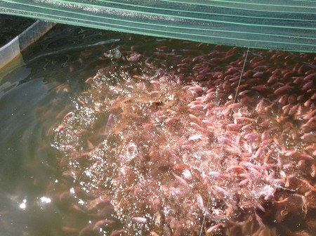 Tiềm năng nuôi cá trên các hồ chứa tỉnh Thừa Thiên Huế