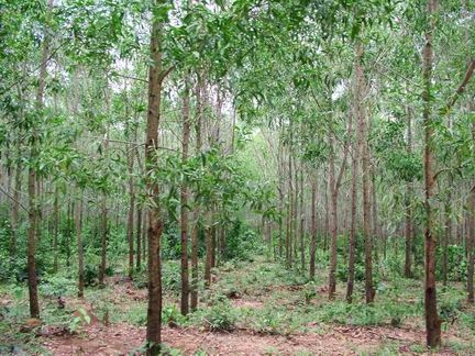 Thừa Thiên-Huế đặt mục tiêu đến năm 2015 đạt tỷ lệ độ che phủ rừng hơn 58%