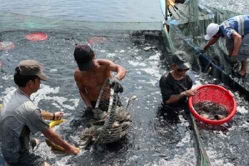 Huế: Ngư dân khó tiếp cận vốn phát triển thủy sản