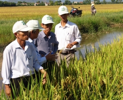 Liên kết " bốn nhà" xây dựng cánh đồng mẫu lớn