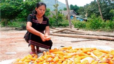 “Đóa hoa rừng” Pa Cô giữa đại ngàn Trường Sơn 