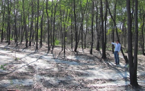 Phong Điền: tăng cường các biện pháp quản lý, bảo vệ rừng trên địa bàn xã Phong Hiền