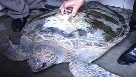Bắt được rùa biển nửa tạ gắn định vị Trung Quốc