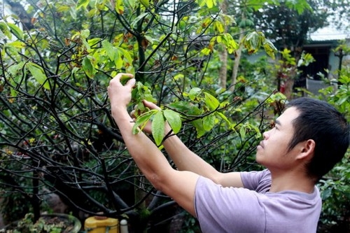 Hoa mai ở Huế nở sớm