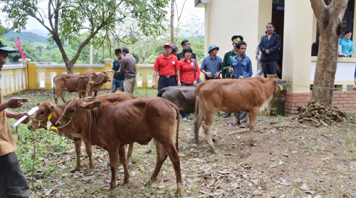 Trao 30 con bò giống sinh sản cho hộ nghèo huyện A Lưới