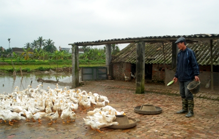 Tăng cường quản lý, phòng chống dịch bệnh trên gia cầm dịp tết Đoan Ngọ