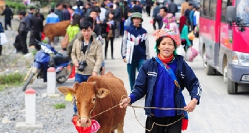 Trao 70 con bò giống sinh sản tặng đồng bào nghèo